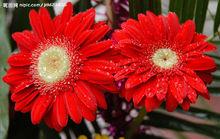 紅菊花