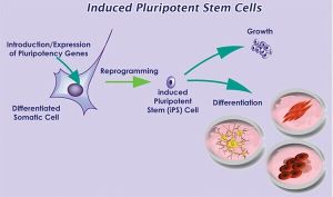 iPS細胞原理：全程可在實驗室完成