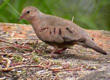 地鳩