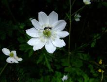 Anemone rivularis Buch.-Ham.&amp;nbsp