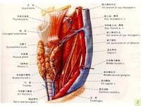 甲狀腺血管瘤