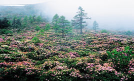 白馬雪山高山杜鵑林