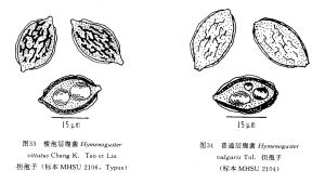 普通層腹菌