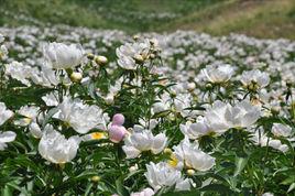 芍藥谷[內蒙古錫林郭勒盟烏拉蓋管理區境內]