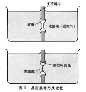 雙分子脂膜