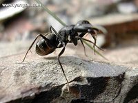 擬黑多刺蟻,螞蟻,昆蟲