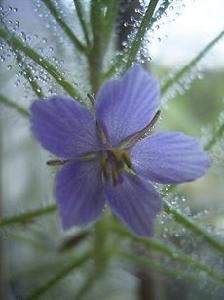 （圖）亞麻花腺毛草