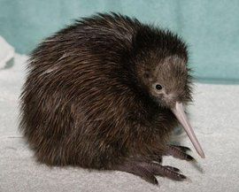 kiwi[紐西蘭人的自稱]