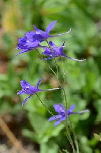 花和花蕾都帶刺