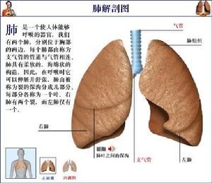 雙葉肺炎