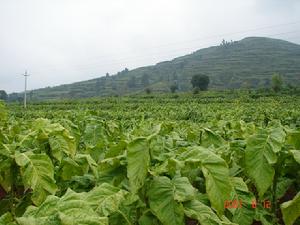 （圖）烤菸種植 