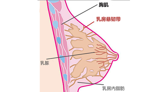 乳腺