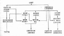 糖原異生