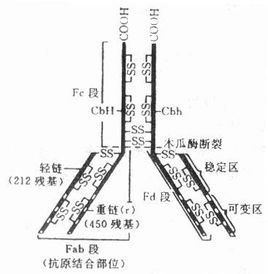 免疫球蛋白