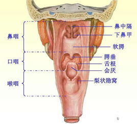 喉咽