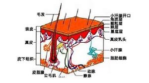 植薈之源Dxabso活力植薈吸收體系