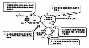 丙酮酸脫氫酶複合物