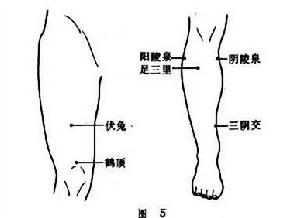 （圖）伏兔穴