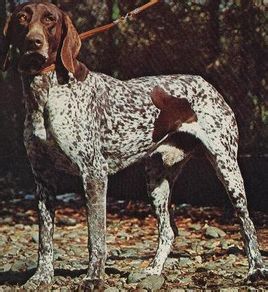 Pointer (dog breed)