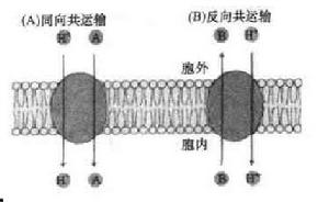 共運輸