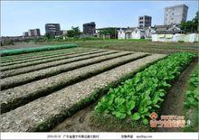 大隴村[廣東省揭陽市普寧市南徑鎮下轄村]