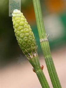 筆筒草[木賊目木賊科植物]