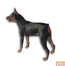 迷你賓莎犬