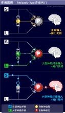 疼痛原理-疼痛的閘門控制理論