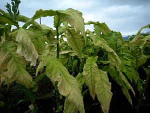 烤菸種植