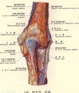 肘關節圖