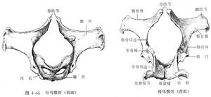 後肢骨