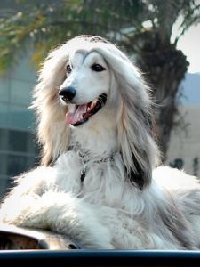 Afghan Hound