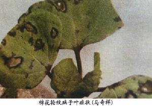 棉花輪紋病