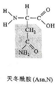 L-天冬醯胺