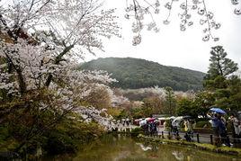 櫻花節[日本櫻花節]