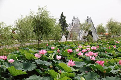 君山野生荷花世界