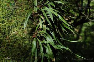 蕨類附生植物