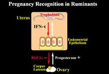 反芻動物妊娠識別機制
