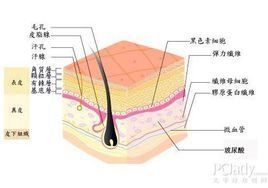 脂肪層