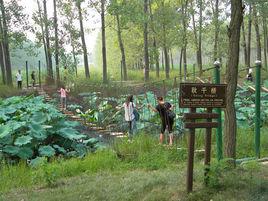 洪澤湖森林公園