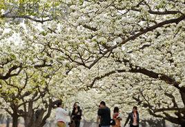 京白梨大家族主題公園