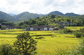 大留村[山東省即墨市龍山街道下轄村]