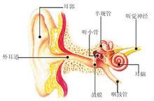 耳部剖面圖