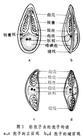 孢子蟲綱