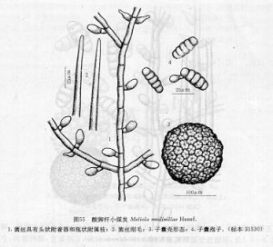 酸腳桿小煤炱