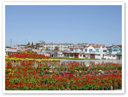 王家皂民俗旅遊村