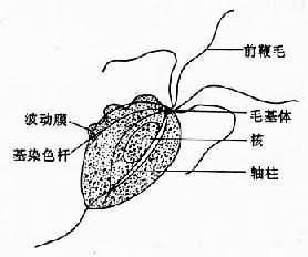 滴蟲性陰道炎