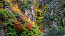 黑龍寺山林