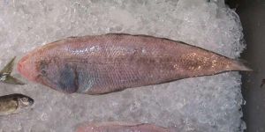 大鱗舌鰨