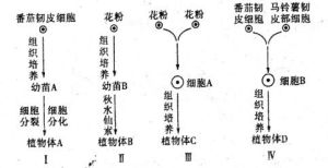 細胞脫分化